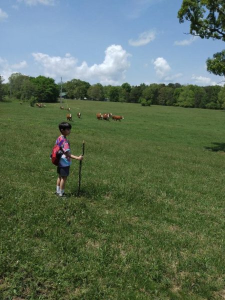 Students exploring nature on a hike with cows in the background